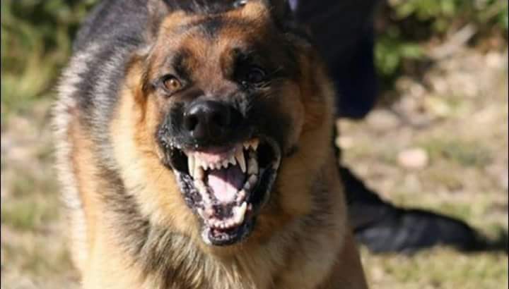 الكلب يثير الرعب والذعر بين مواطني قري مركز طوخ بمحافظة القليوبية